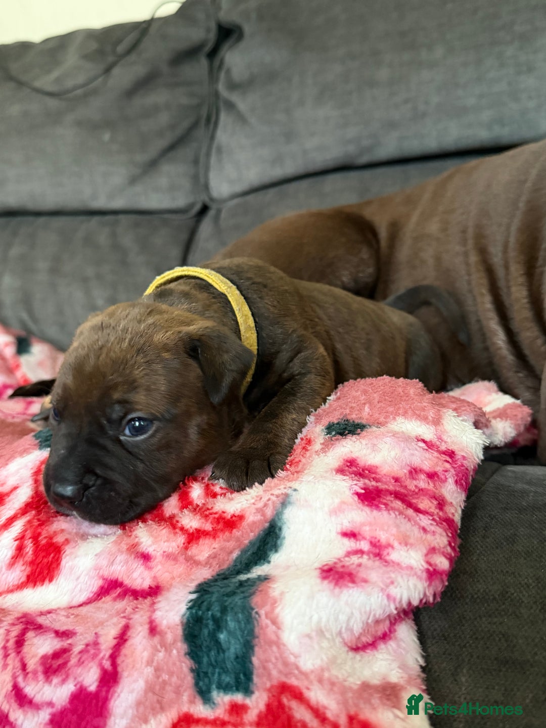 Mixed Breed dogs for sale: Beautiful Home- Reared Puppies!  - Advert 3