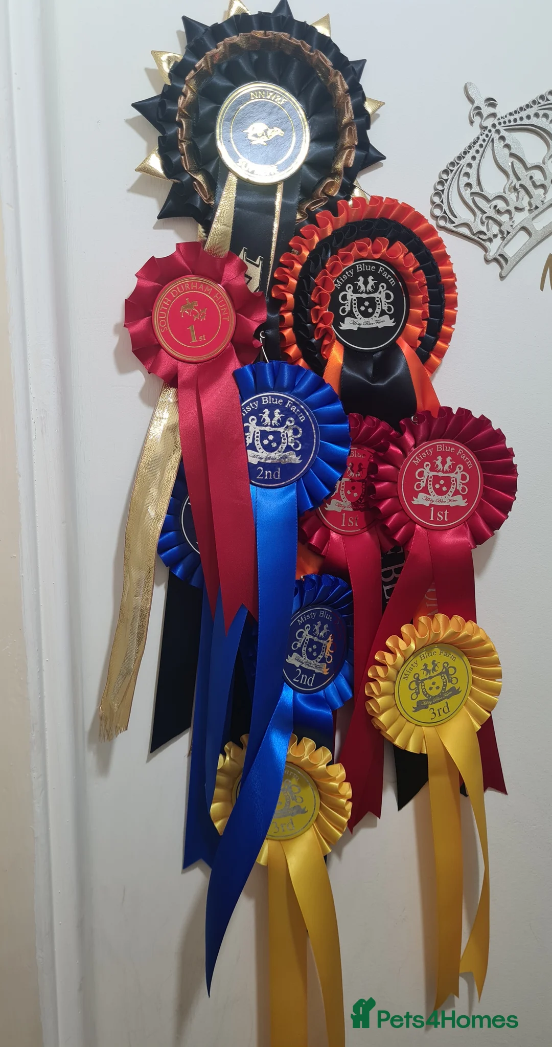 Whippet dogs for stud: Small 19",heart test clear,Full Blue Kc reg stud in Bishop Auckland - Advert 8