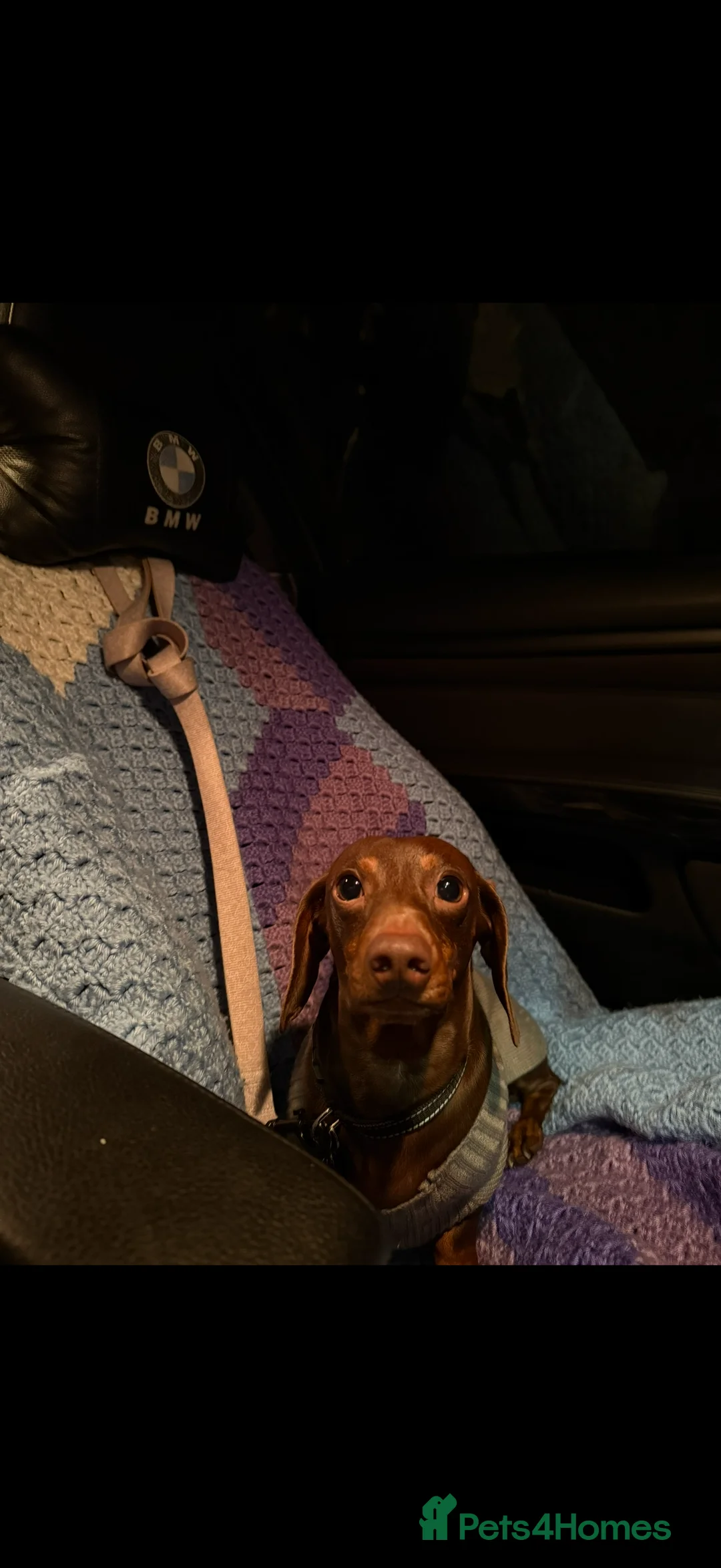 Miniature Dachshund dogs for sale: Gorgeous little mini daxie girls  in Bedford - Advert 9