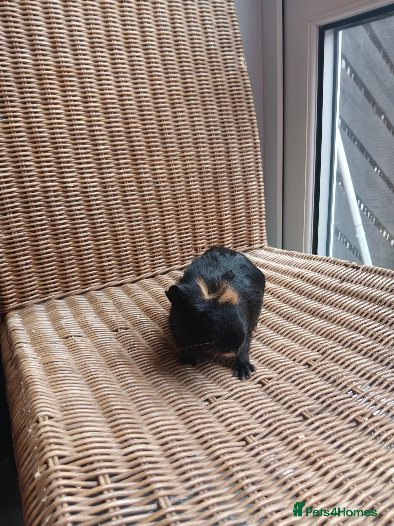 Guinea Pig rodents for sale: Guinea pigs for sale in York - Advert 8