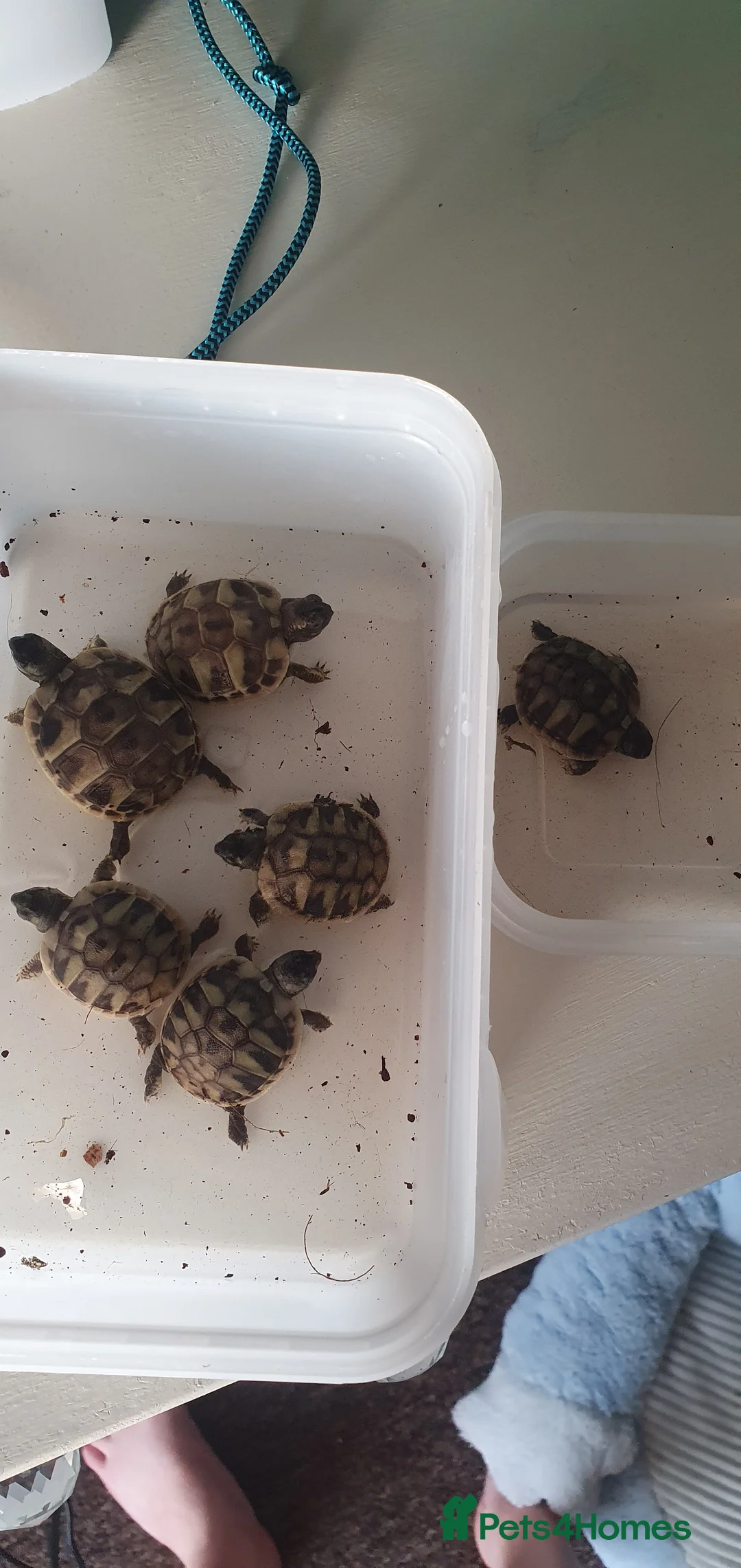 Hermann Tortoise reptiles for sale: Hermann tortoises  - Advert 3
