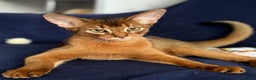 Abyssinian cats for sale: 🏆🏆🏆Beautiful Ruddy Abyssinian Cat🏆🏆🏆 - Advert 1