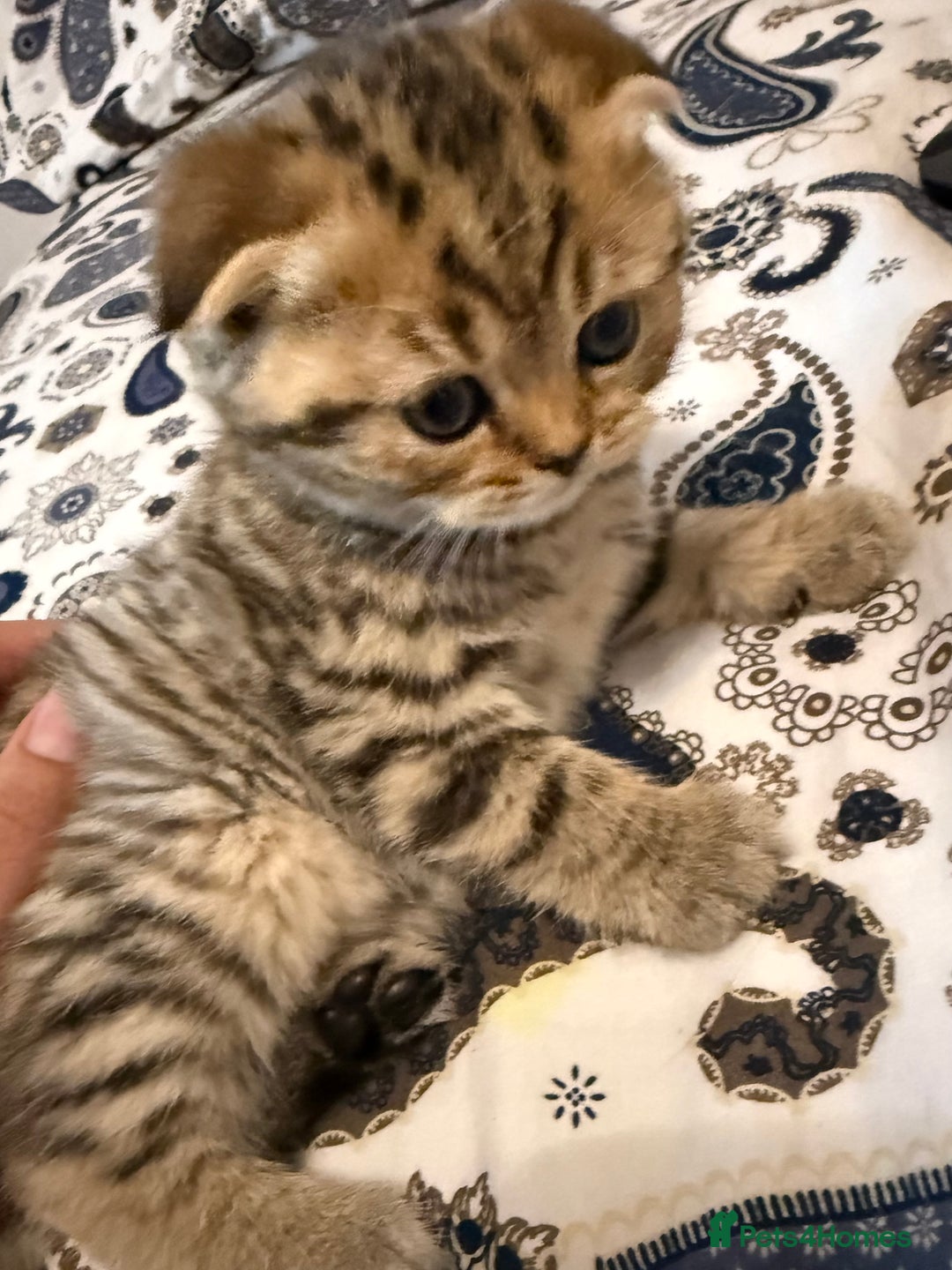 British Shorthair cats for sale: British short hair  - Advert 4