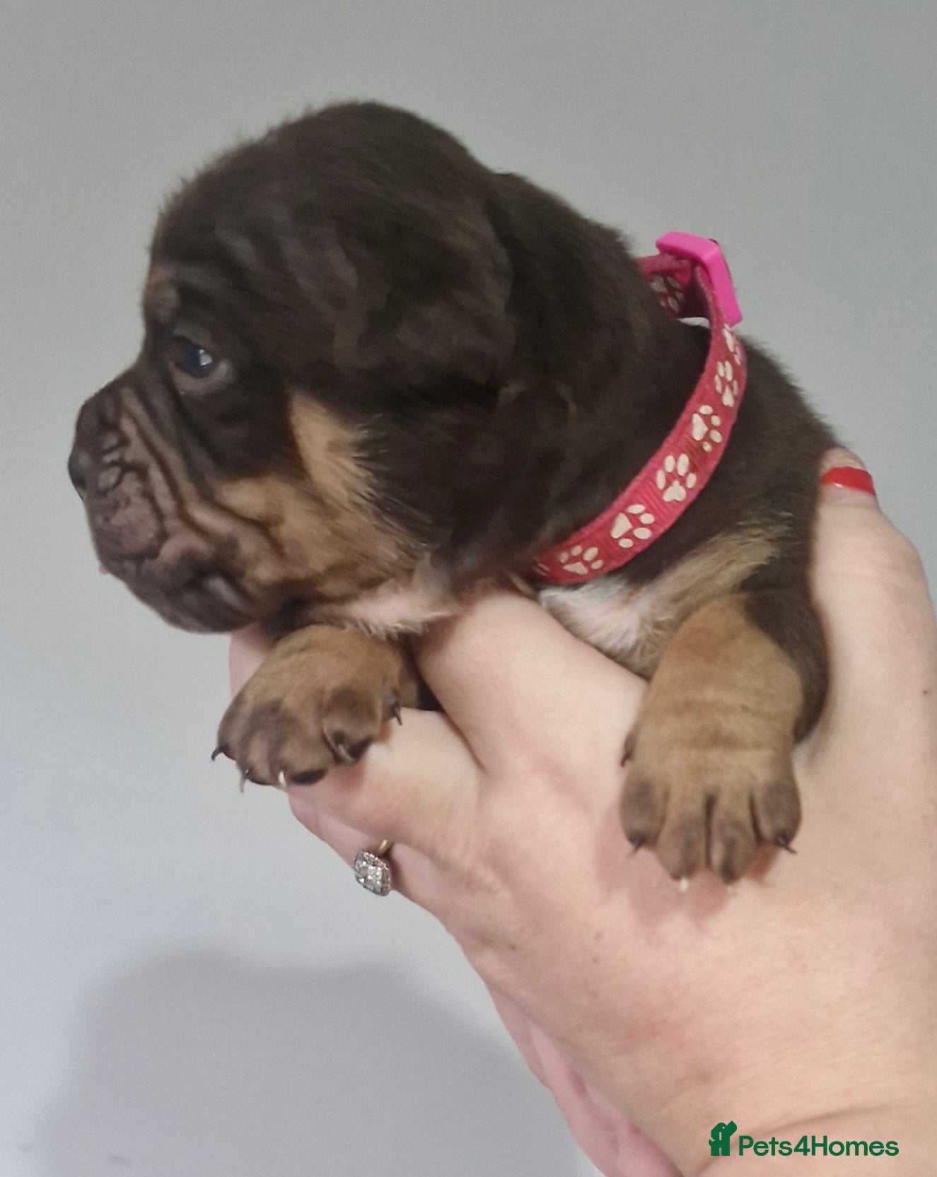 Olde English Bulldogge dogs for sale: Olde English Bulldogges  - Advert 6