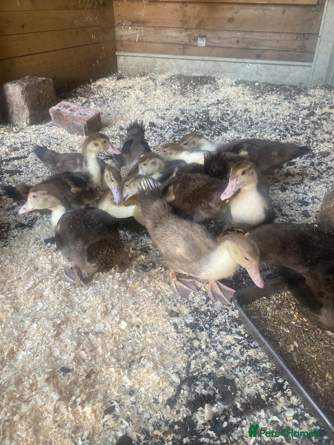Ducks poultry for sale: Muscovy ducklings - Advert 4