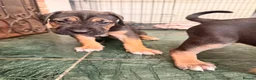 Cane Corso dogs for sale: BEAUTIFUL CANE CORSO puppies. PROTECTION+FAMILY - Advert 31