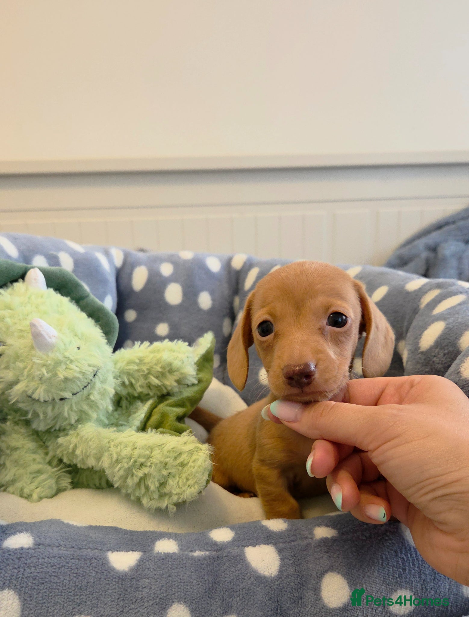Miniature Dachshund dogs Kc Miniature Dachshunds - Advert 15
