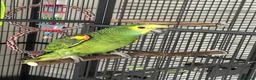 Parrots birds for sale: Blue Fronted Amazon in Colchester - Advert 3