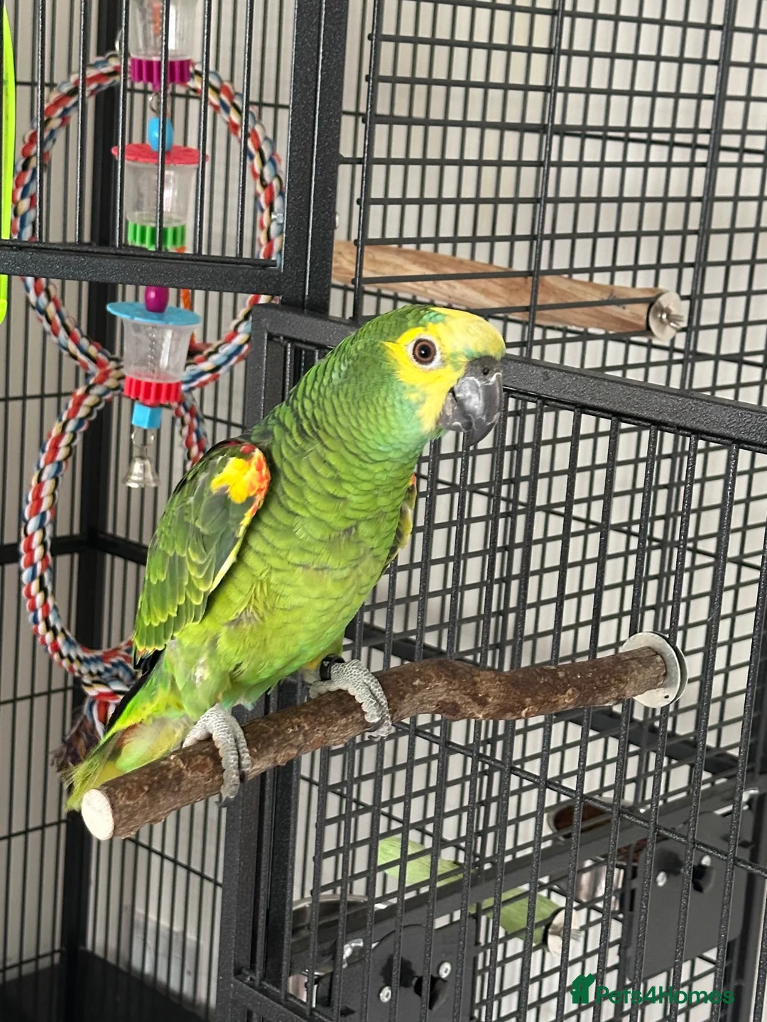 Parrots birds for sale: Blue Fronted Amazon in Colchester - Advert 3