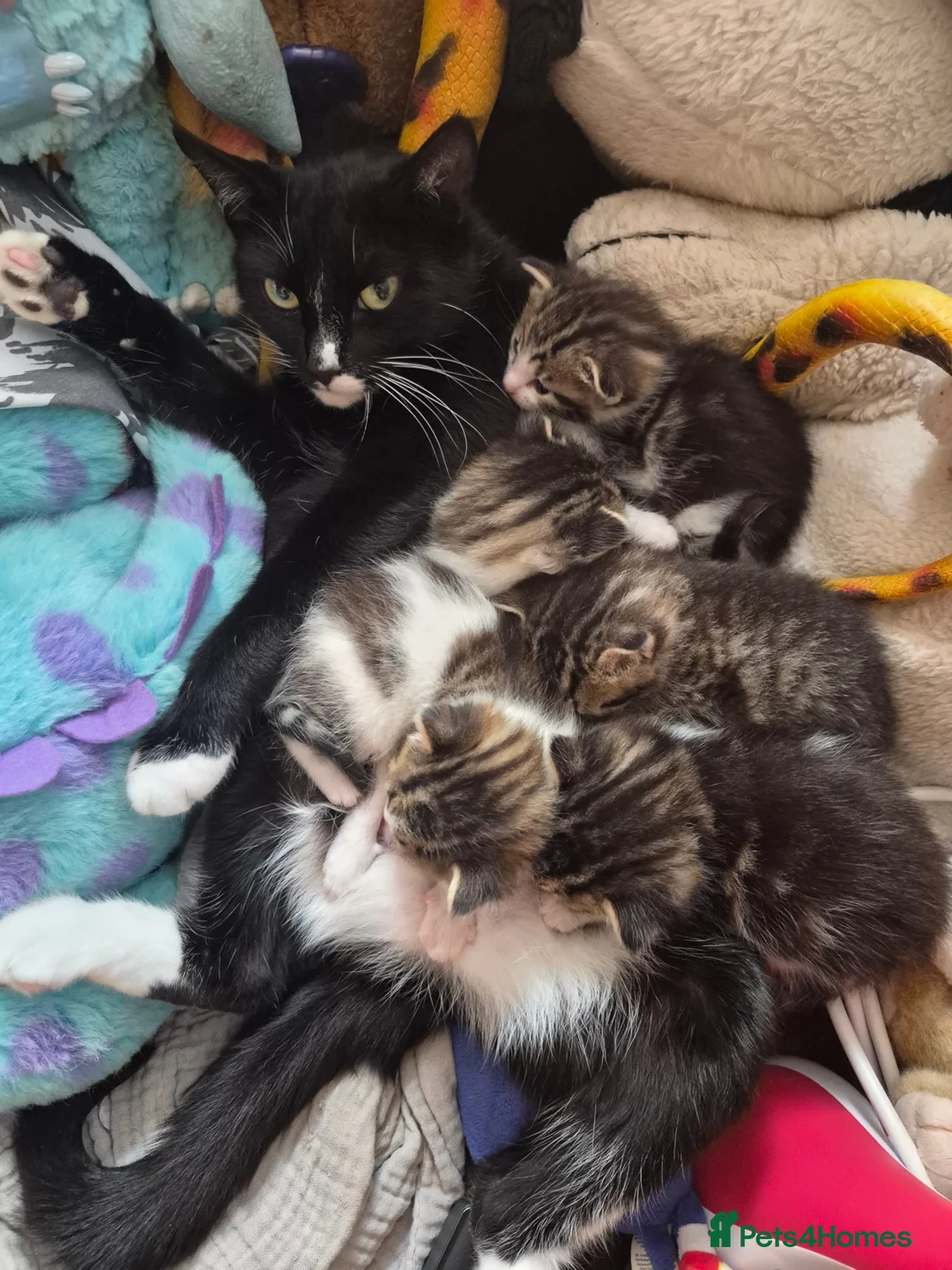 Mixed Breed cats for sale: Kittens ready to leave now in Weymouth - Advert 2