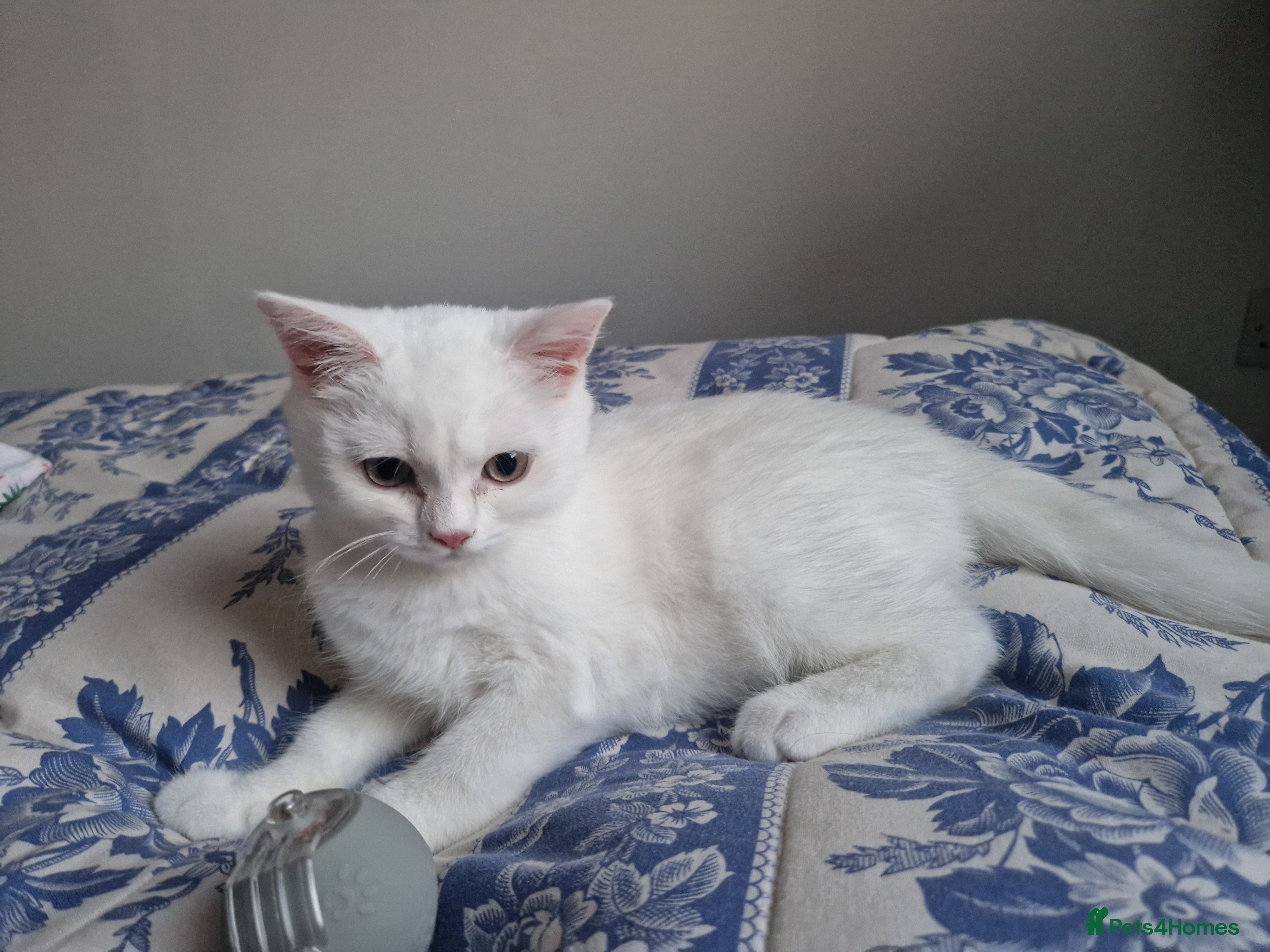 British Shorthair cats Snow White Pedigree British Shorthair  - Advert 1