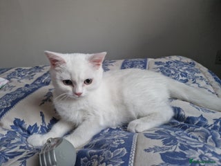 British Shorthair cats Snow White Pedigree British Shorthair - Advert 1