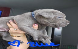 Cane Corso dogs for sale: Cane corso pups  - Image 13