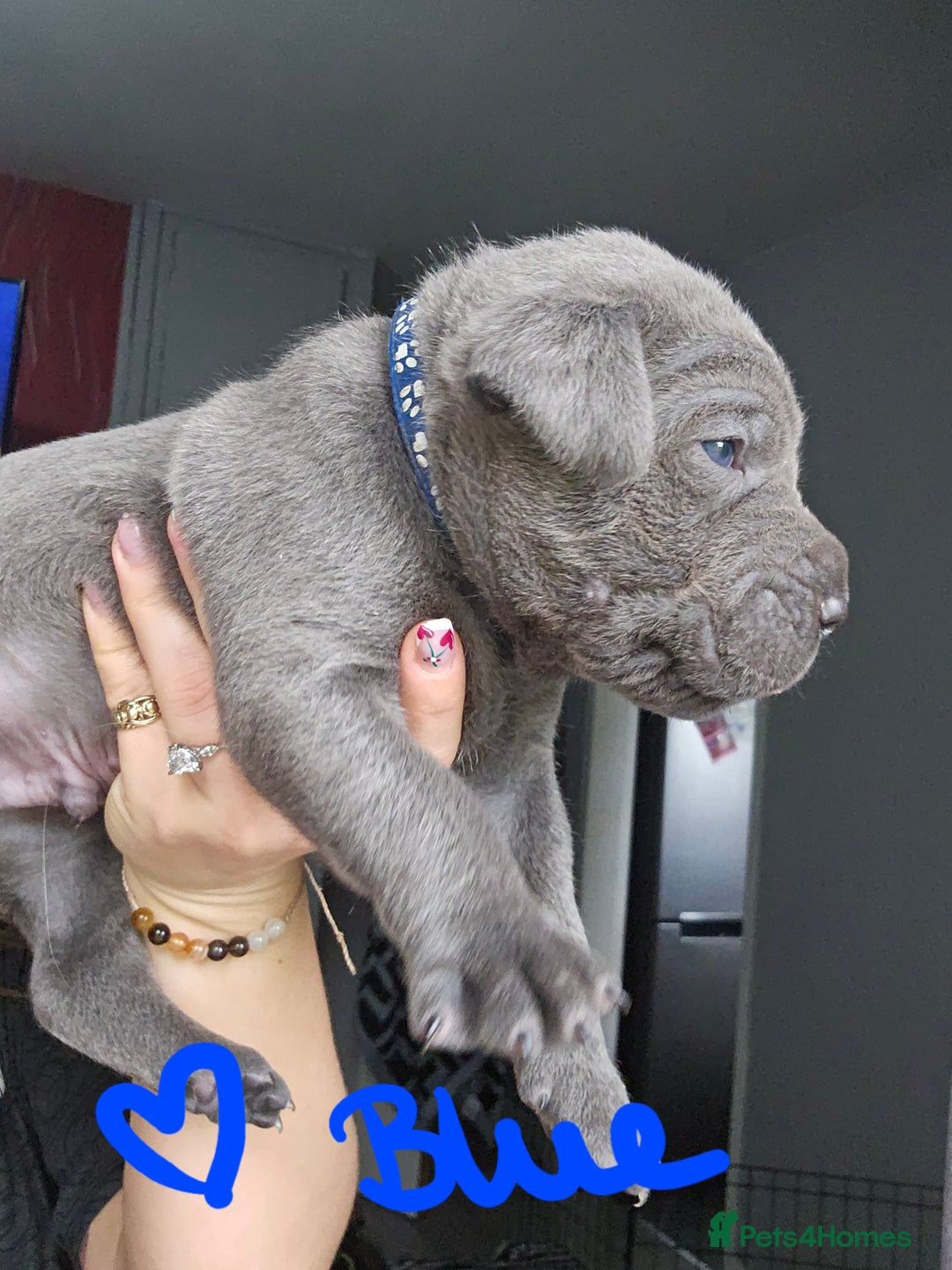 Cane Corso dogs for sale: Cane corso pups  - Image 13
