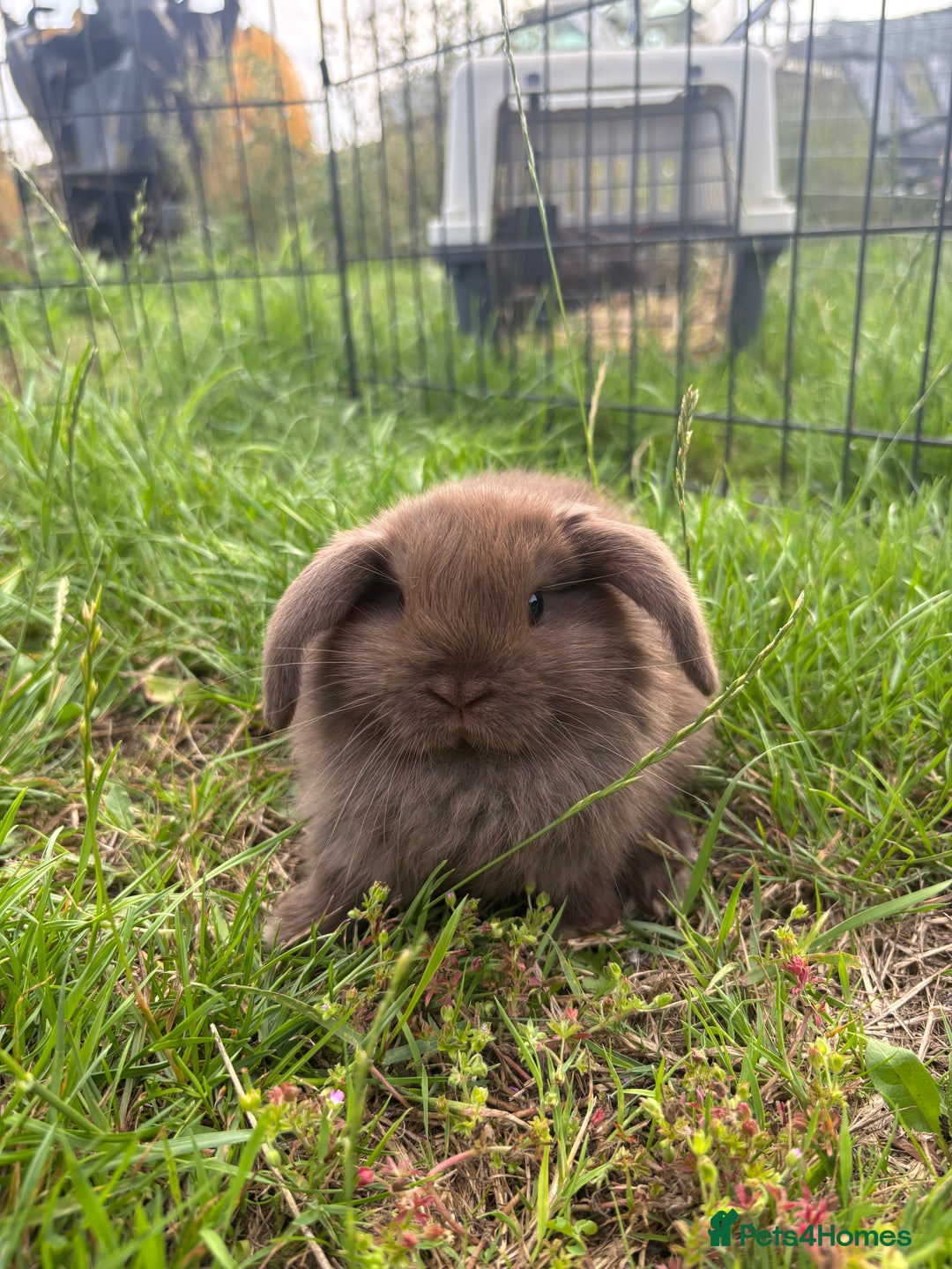 Mini Lop rabbits for sale: Adorable mini lops for sale - Image 6