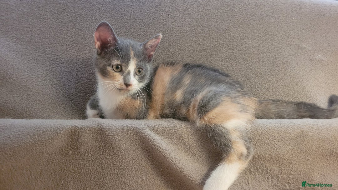 Mixed Breed cats for sale: Three gorgeous kittens available! - Advert 20