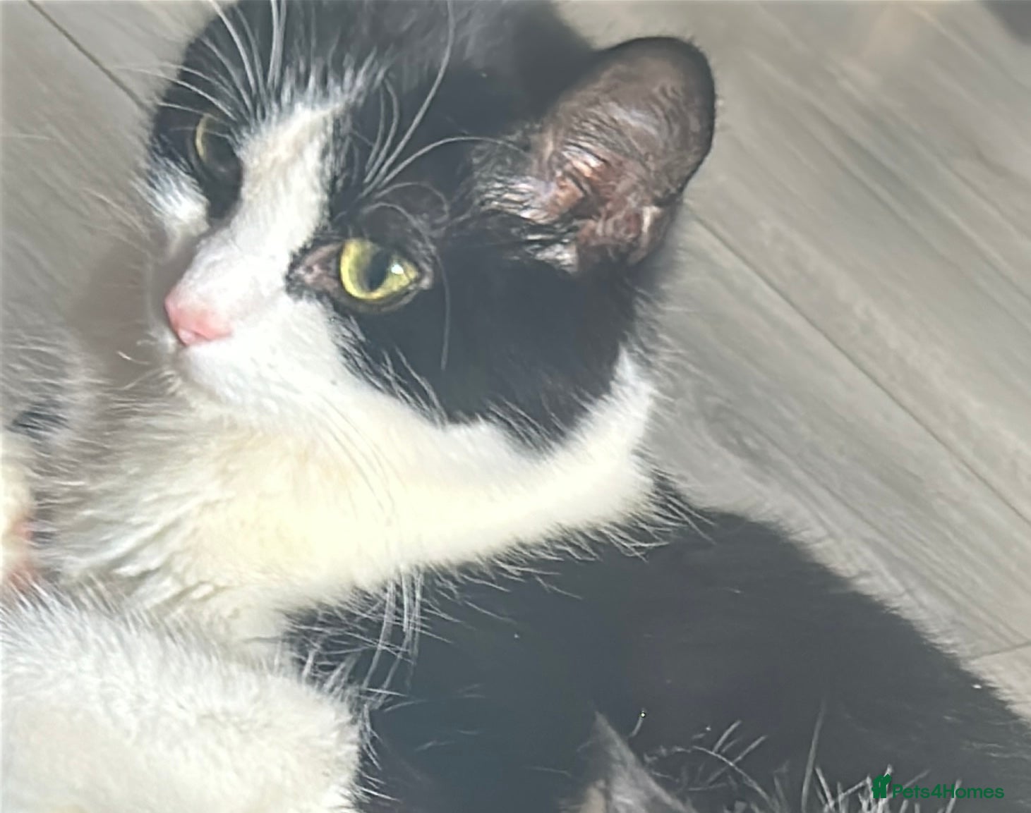 British Longhair cats Poppy (female) - Advert 6