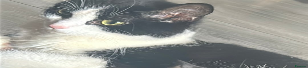British Longhair 