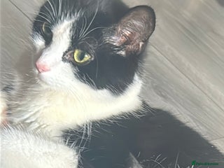 British Longhair cats - Advert 1