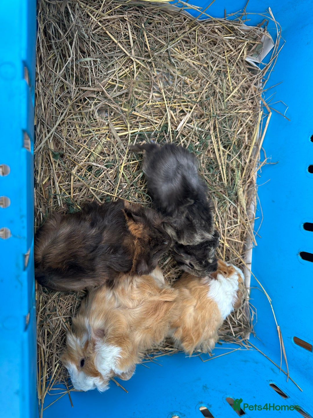 Guinea Pig rodents for sale: Lovely funky haired male guinea pigs. - Advert 4