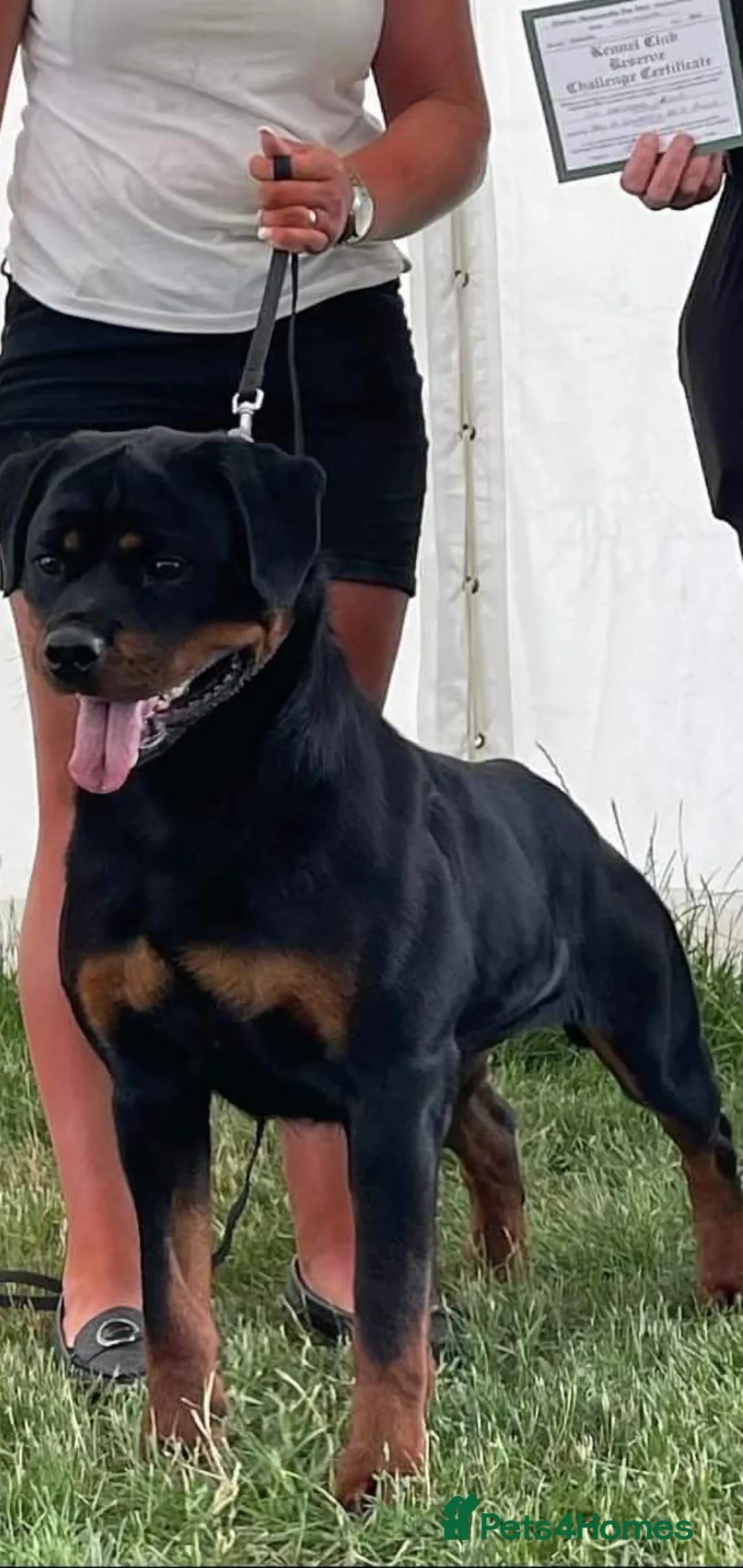 Rottweiler dogs for sale: Champion Darkarmar Selene ww23 in Glossop - Advert 1