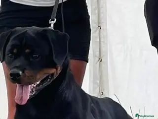 Rottweiler dogs Champion Darkarmar Selene ww23 in Glossop - Advert 16