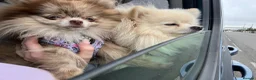 Pomeranian dogs for stud: Gorgeous white Pomeranian for stud  - Advert 8