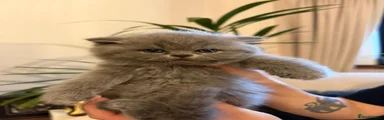 British Shorthair 2