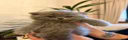 British Shorthair cats for sale: Stunning GCCF  Blue British Shorthair Kittens - Advert 10