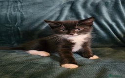 Mixed Breed cats for sale: Adorable kittens for sale. - Image 1
