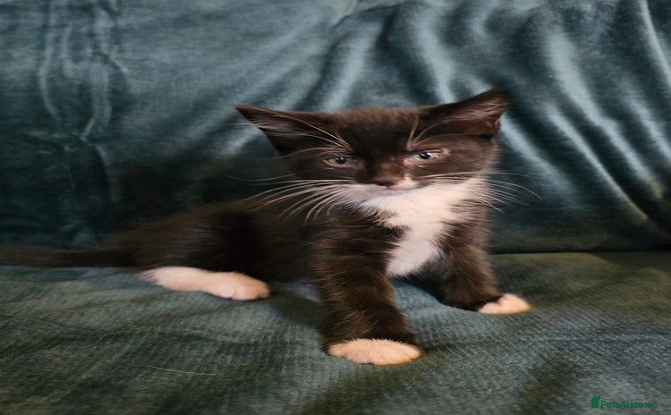 Mixed Breed cats - Advert 2