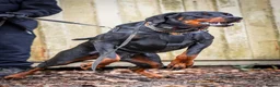 Dobermann dogs for stud: DOBERMANN STUD FULLY HEALTH TESTED🩸💦 in Willenhall - Advert 4