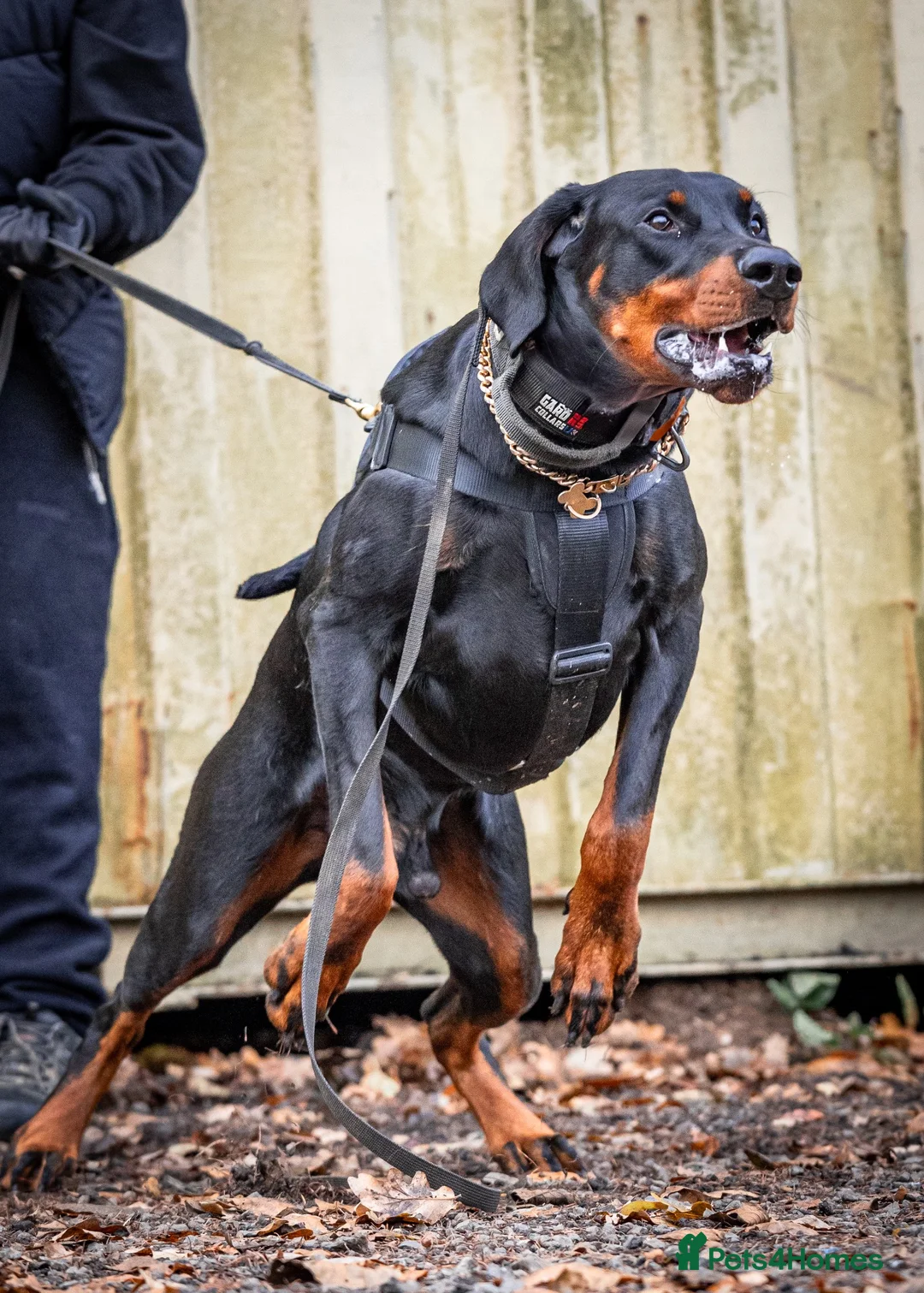 Dobermann dogs for stud: DOBERMANN STUD FULLY HEALTH TESTED🩸💦 in Willenhall - Advert 4