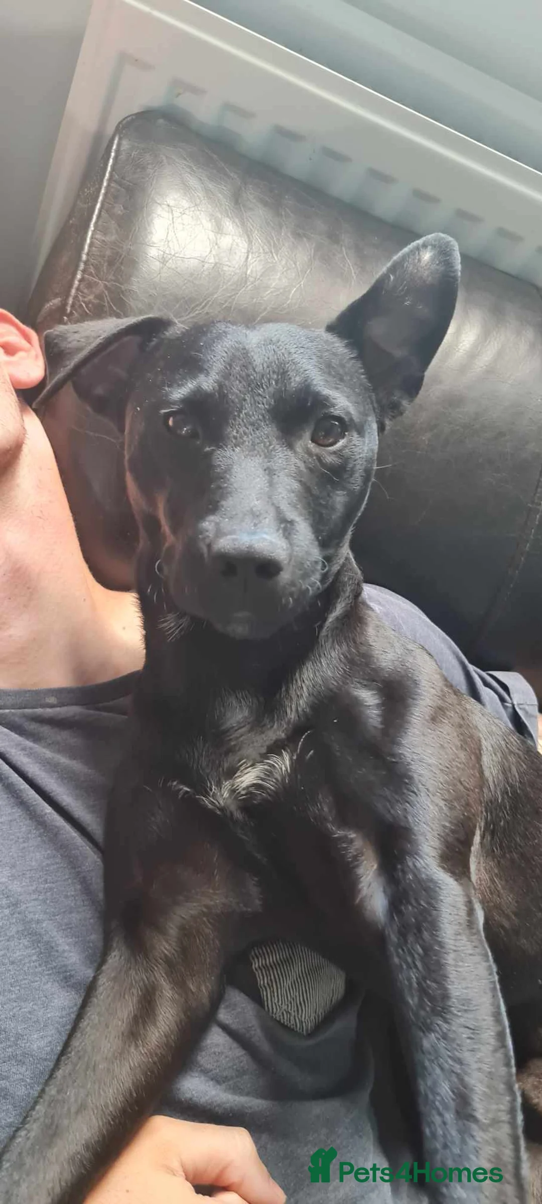 Patterdale Terrier dogs for sale: Patterdale Terrier - Advert 1