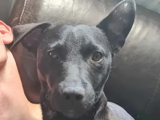 Patterdale Terrier dogs Patterdale Terrier - Advert 15