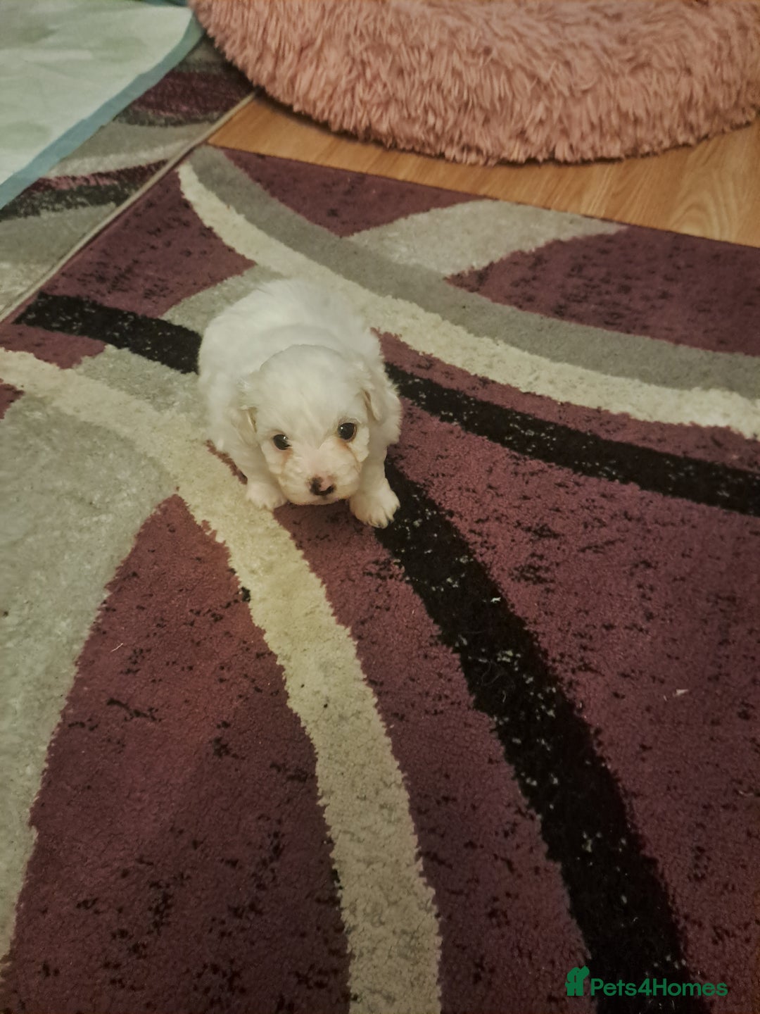 Bichon Frise dogs for sale: 4beautiful Bichon Frise puppies (3boys and 1 girl) - Advert 31