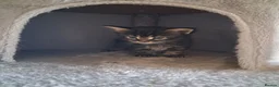 Maine Coon cats for sale: 🐾 **Beautiful Maine Coon Kittens for Sale** 🐾 in Thetford - Advert 2
