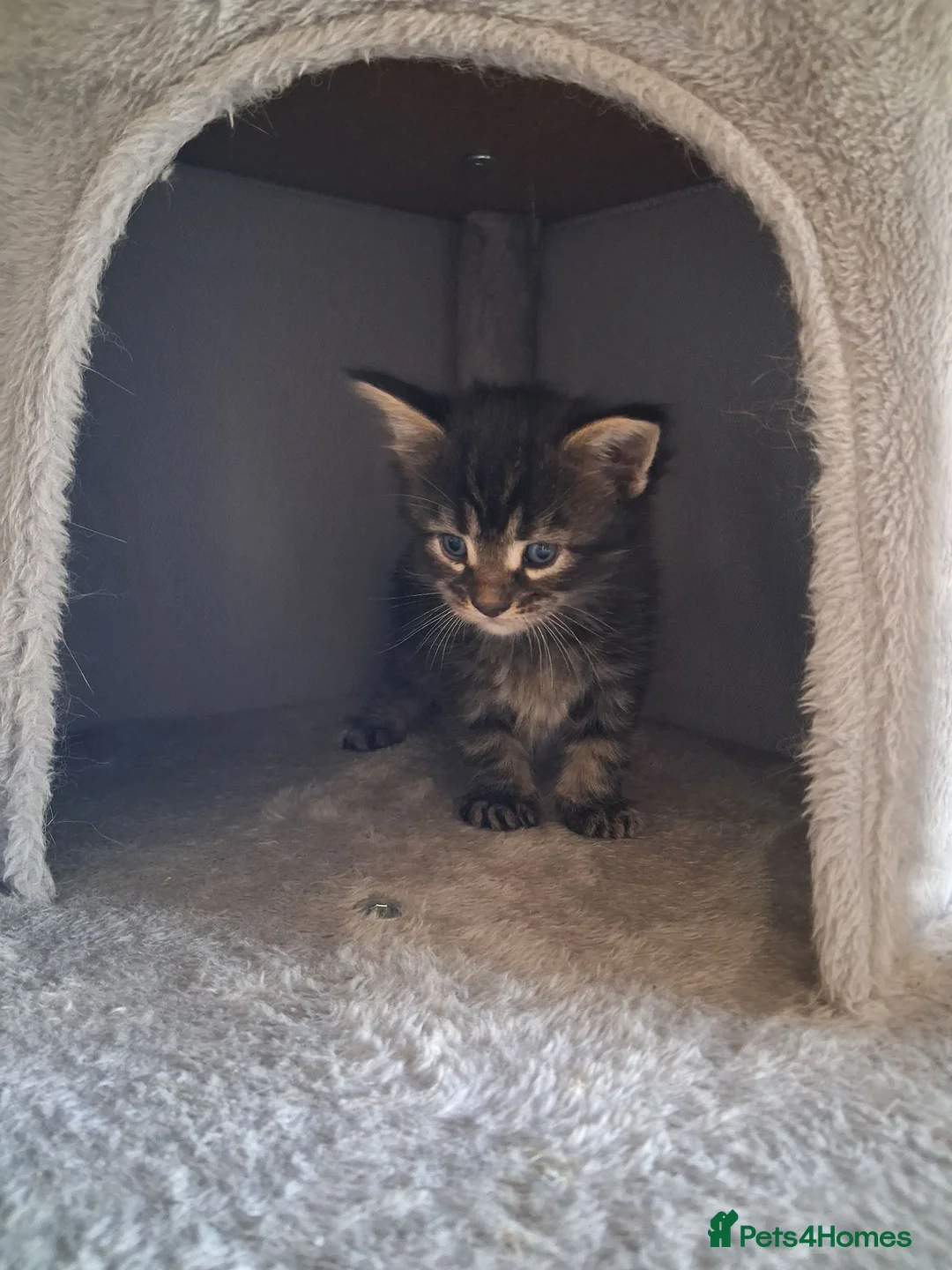 Maine Coon cats for sale: 🐾 **Beautiful Maine Coon Kittens for Sale** 🐾 in Thetford - Advert 2