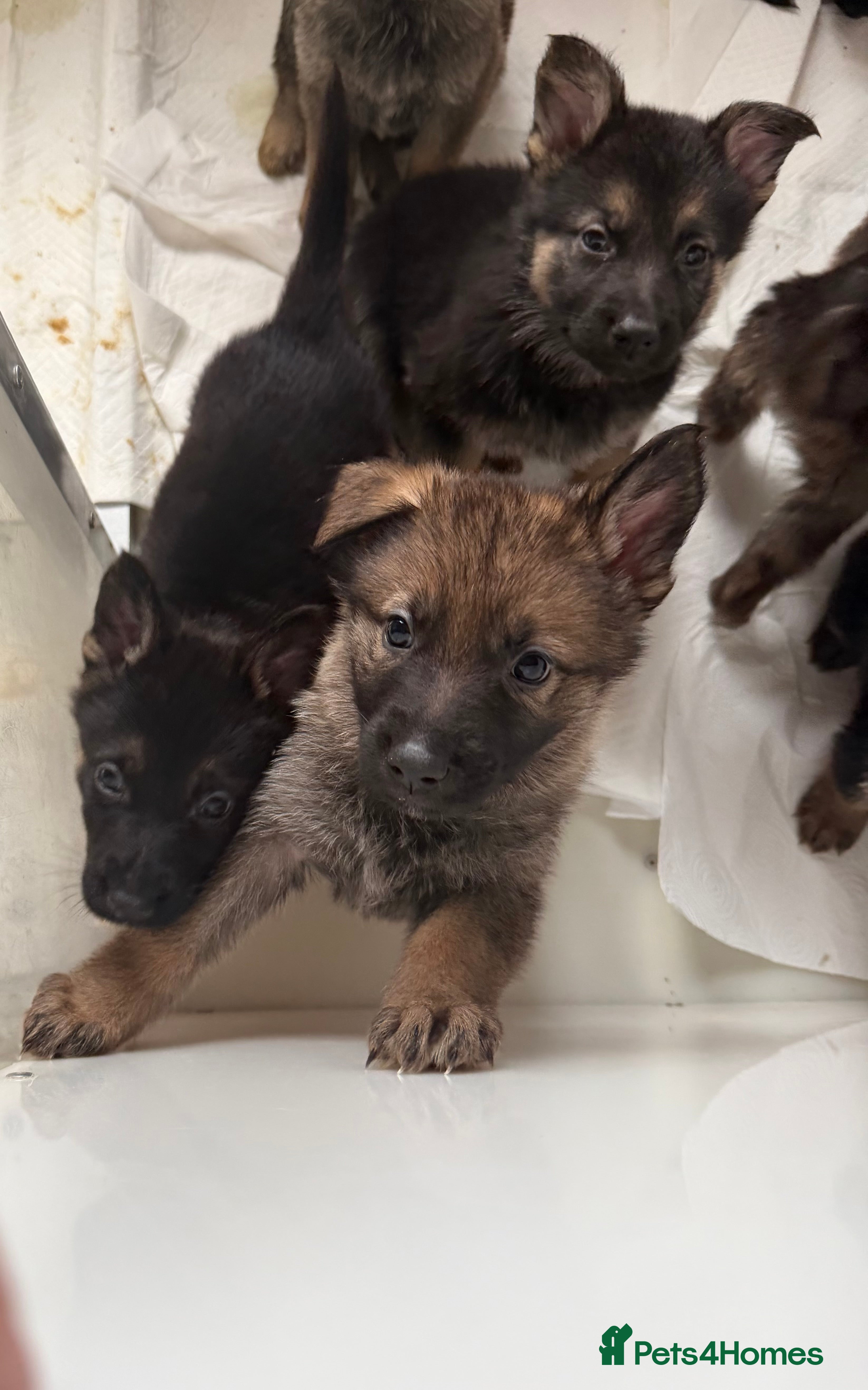 German Shepherd dogs 🐾 Beautiful KC German shepherd puppies 🐾 - Advert 6