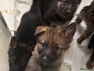 German Shepherd dogs 🐾 Beautiful KC German shepherd puppies 🐾 - Advert 6