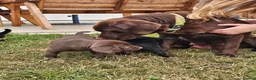 Springador dogs for sale: Beautifl Springador puppies in Totnes - Advert 3