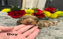 Miniature Dachshund dogs for sale: ❤️ Beautiful Dapple Miniature Dachshund babies ❤️ - Image 5