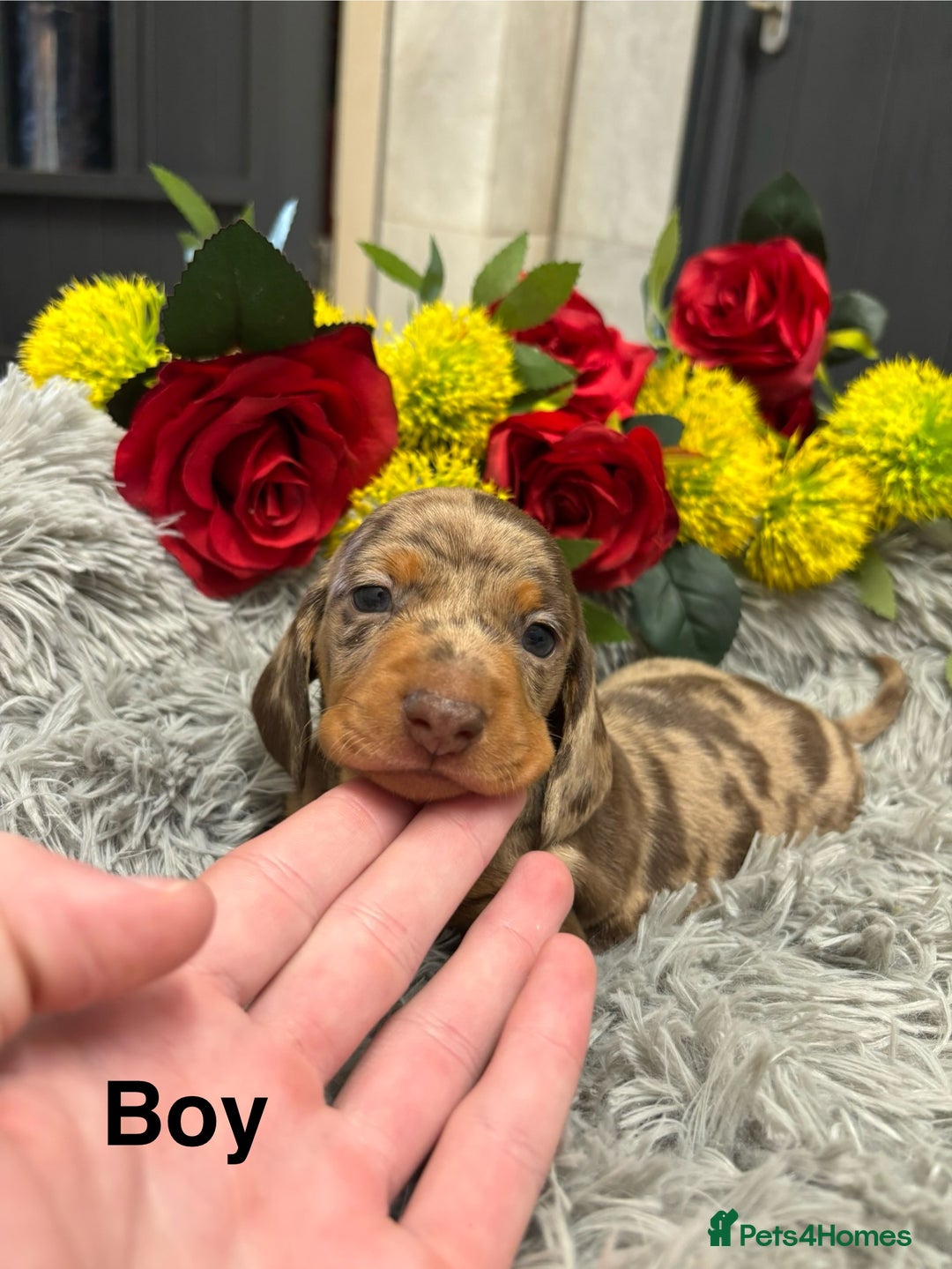 Miniature Dachshund dogs for sale: ❤️ Beautiful Dapple Miniature Dachshund babies ❤️ - Image 5