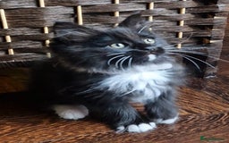 Ragdoll cats for sale: 6 CROSS RAGDOLL KITTENS WAITING FOR A LOVING HOME - Image 25