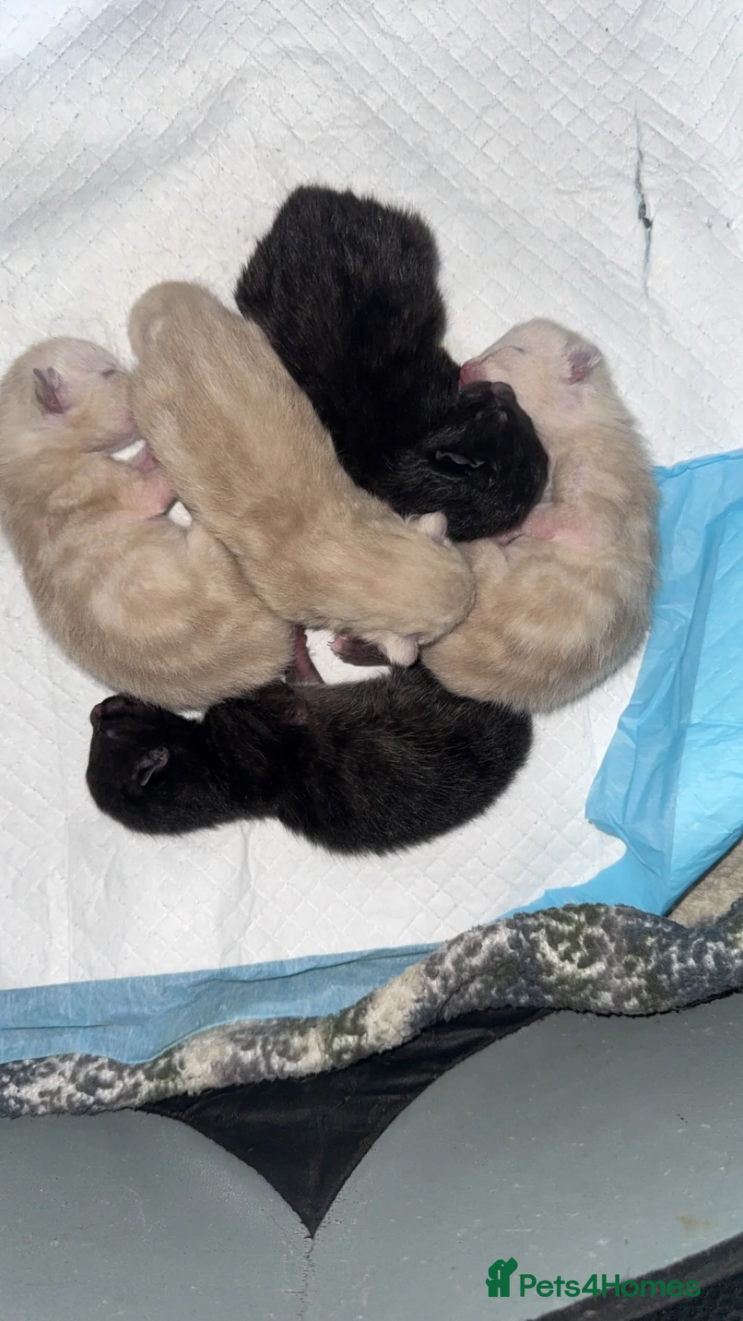 Siamese cats for sale: Fluffy Siamese point Bengals  - Advert 4