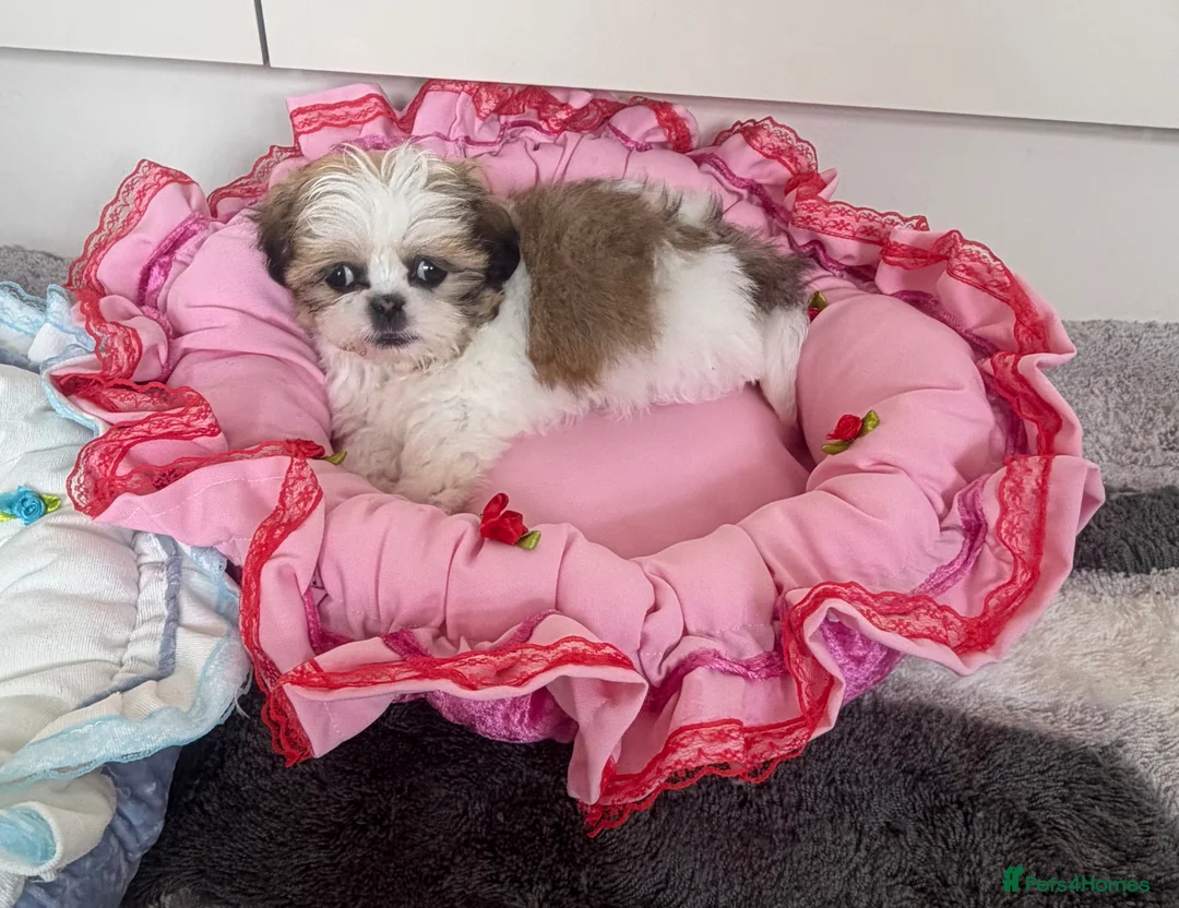 Shih Tzu dogs for sale: Shihtzu puppies in Newark - Advert 5