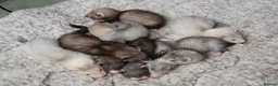 Ferret rodents for sale: Beautiful Kits  in Peterlee - Advert 3
