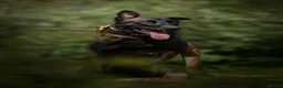 Belgian Shepherd Dog dogs for sale: FCI Female Family Protection Dog for Sale  - Advert 8