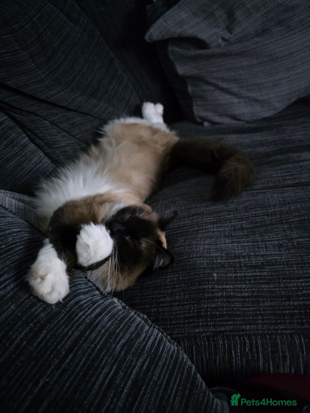 Ragdoll cats for sale: Beautiful Seal Point Ragdoll - Advert 17