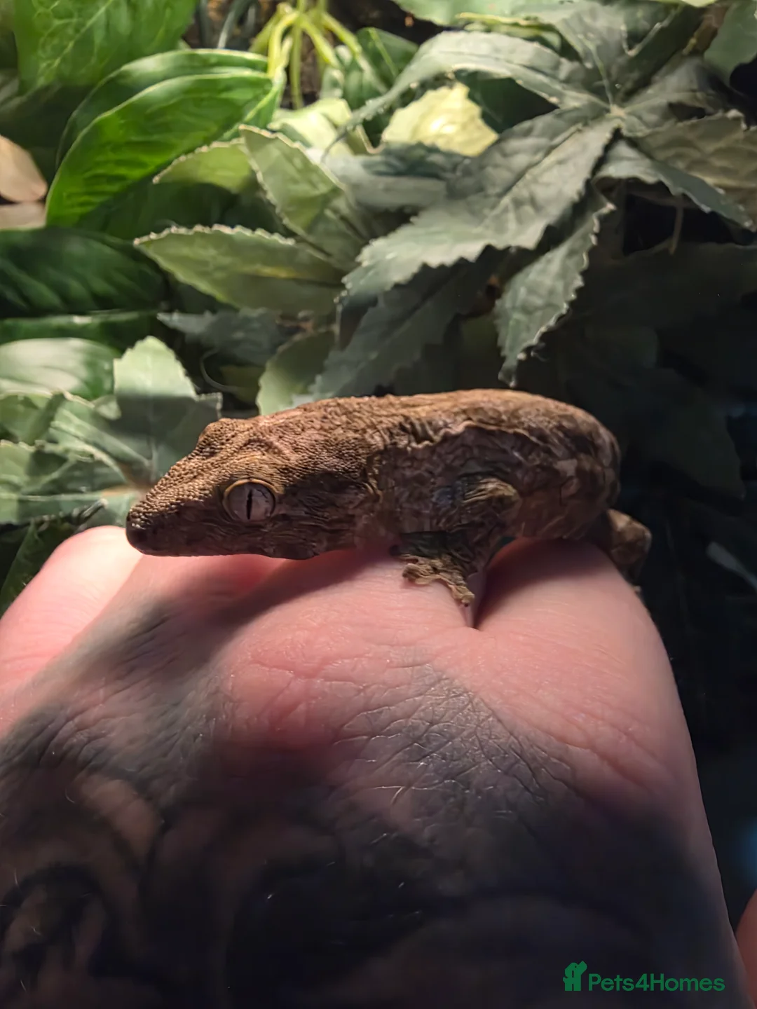 Gecko reptiles for sale: 2 x leachianus (giant) geckos  - Advert 1
